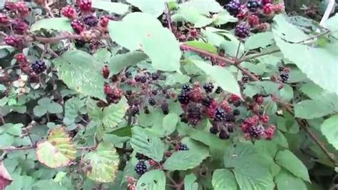 blackberry bush identification