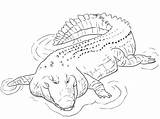 Saltwater Crocodile coloring Page  Download Print Or Color Online For sketch template