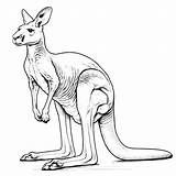 Kangaroo Coloring Pages 13  Coloring Gem sketch template