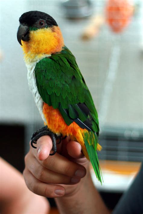 File:Black-headed Parrot (Pionites melanocephalus) -side.jpg