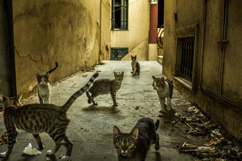 Wallpaper : street, city, cats, animals, cat, alley, gang, citylife ...