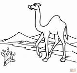 Camel In A Caravan Coloring Page  Home sketch template