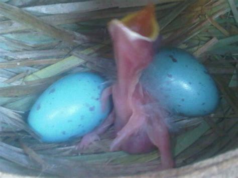 i love mynah bird: Mynah BirD Breeding