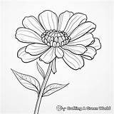 Zinnia Flower Coloring Pages Free Sketch Page sketch template