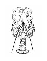 Crustacean coloring Pages  Free Coloring sketch template