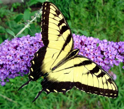 Male Eastern Tiger Swallowtail Butterfly | Eastern tiger swa… | Flickr