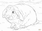 Rabbit coloring page  Free Printable Coloring Pages sketch template