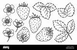 Fresh Strawberry Coloring Pages Learn To sketch template