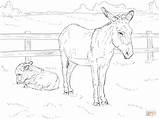 Donkey With Baby coloring page  Free Printable Coloring Pages sketch template