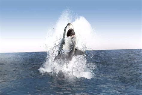 6 US beaches most prone to shark encounters | Times of India Travel