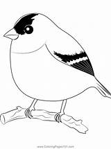 Eastern Goldfinch Coloring Page Sketch sketch template
