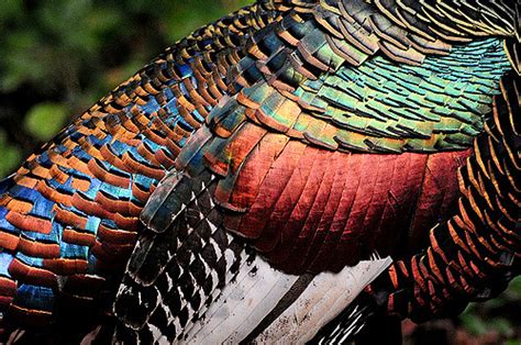 Ocellated Turkey Facts, Range, Habitat, Diet, Calls, Pictures