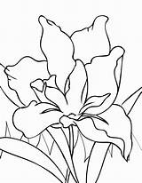Iris Coloring Pages sketch template