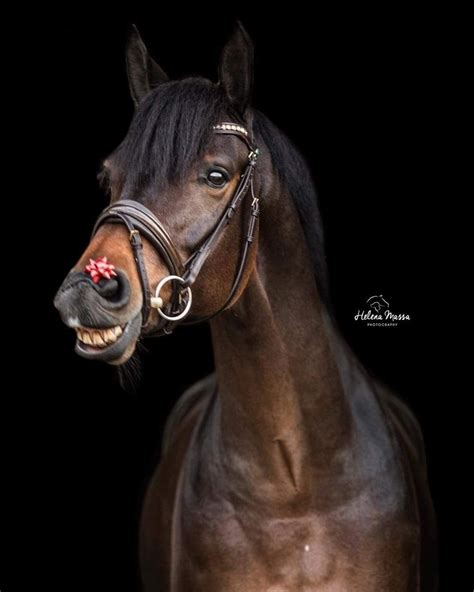 Pin von suvilla auf horse photo shoot | Pferde