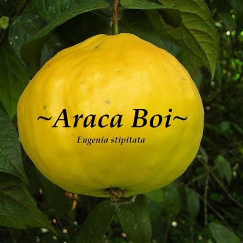 Polynesian Produce Stand : ~ARACA BOI~ Eugenia stipitata ARAZA Guayaba MOON FRUIT Tree Sm Pot ...