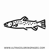 Brown Trout Coloring Pages For Kids  Free sketch template