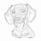 Weiner Dog Coloring Page  Pages Mimi Panda sketch template