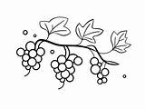 Beautiful Vine Coloring Pages  Page sketch template
