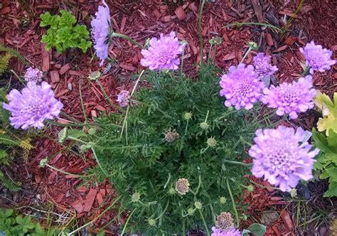 Perennials That Make Good Cut Flowers - Our Heritage of Health