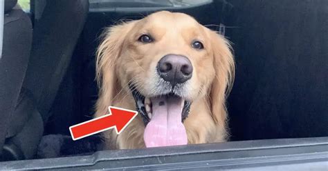 Why Golden Retrievers Have A Black Spot On Their Tongue – Golden Hearts