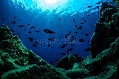 Marine Life Underwater Mediterranean Sea Stock Photo - Image of clear ...