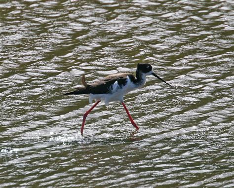 Pictures and information on Hawaiian Stilt