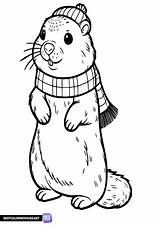 Free Printable groundhog coloring Page  Pages sketch template