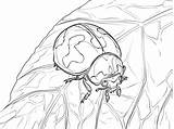 Silverfish Coloring Pages sketch template