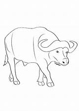 Coloring Pages  Wild Buffalo For Kids sketch template