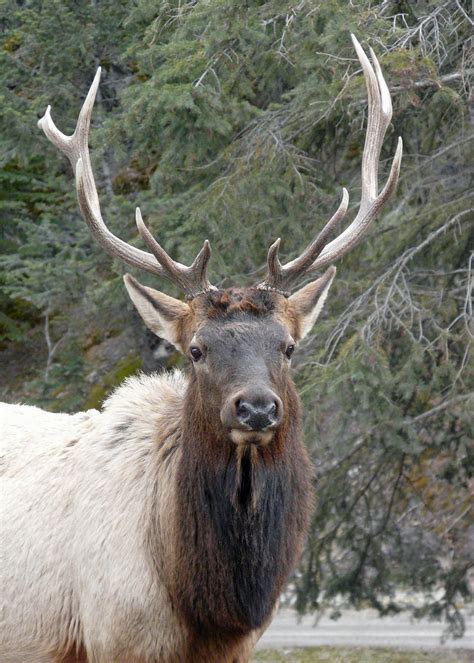 Wildlife----------Elk | Banff National Park | Nancy Chow | Flickr