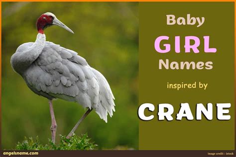 Unique Baby Girl Names That Mean Crane | Angelsname.com