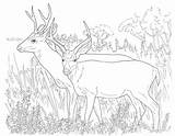 White Tailed Deer Coloring Pages To Print sketch template