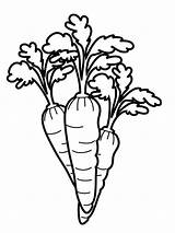 Free Printable Carrot Coloring Page Sketch sketch template
