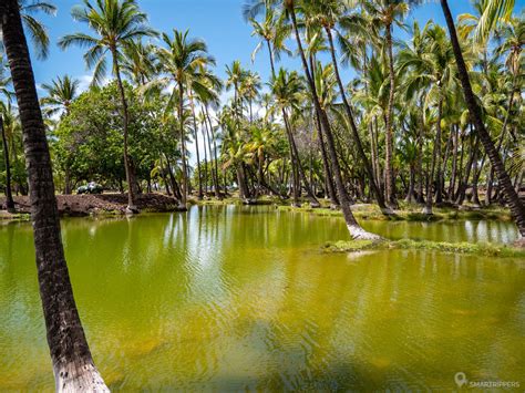 The mysterious ponds of Kalahuipua'a and their secret — Smartrippers | Big island, Park trails ...
