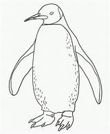 Free Printable Penguin Coloring Pages For Kids sketch template