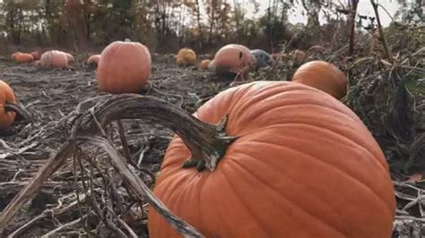 Pumpkin problems: ‘Challenging year’ for some farmers amid extreme ...