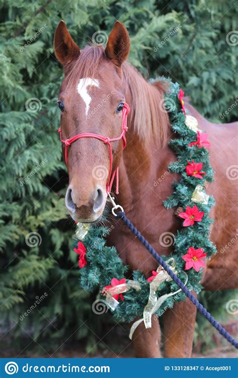 Portrait of a Horse Wearing Beautiful Christmas Garland Decorations Stock Image - Image of ...