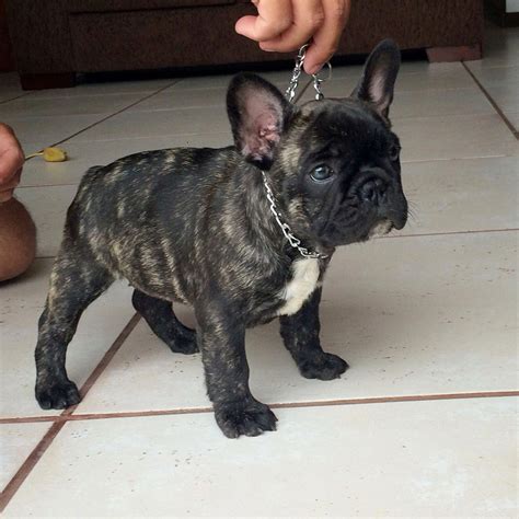 French Bulldog – Playful and Smart | French bulldog puppies, Brindle ...