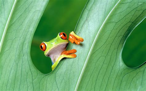 Red-eyed tree frog wallpaper - Animal wallpapers - #19866