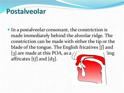 English consonants and classification