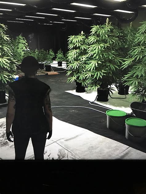 GTA weed farm : r/GTA