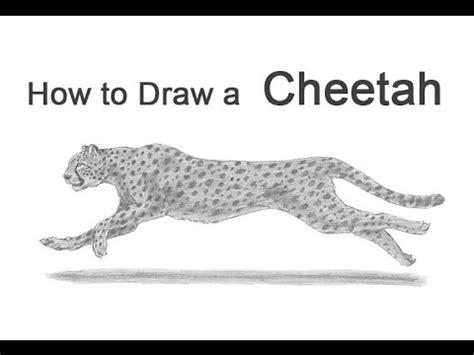 How to Draw a Cheetah Running - YouTube