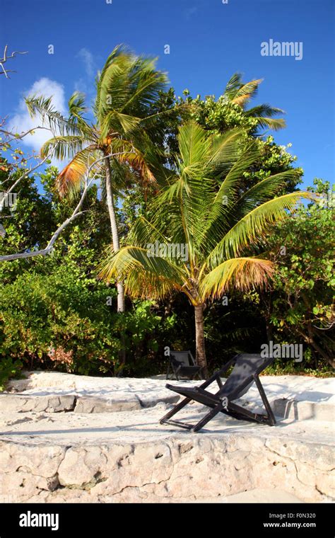 Coconut tree on the beach in the Maldives Stock Photo - Alamy