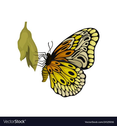 Butterfly sitting on cocoon flying insect Vector Image