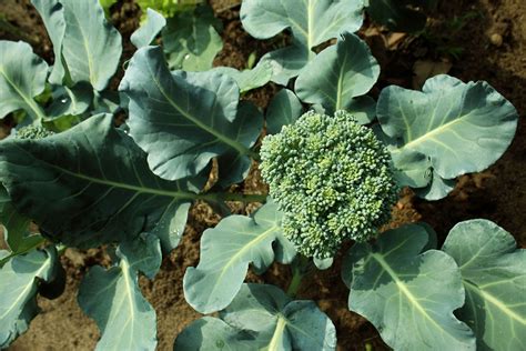 How To Grow Broccoli – Growing Broccoli In Your Garden