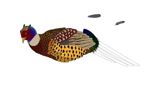 Clipart - Unfinished pheasant