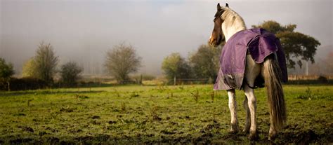 Thrush in Horses: Causes, Symptoms and Care | Caribu Horse Wear