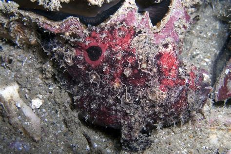 Frogfish, The Overlooked Camouflage Artist | MaduroDive Blog