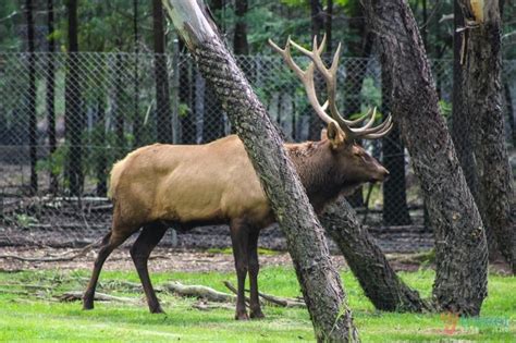 Why Dubbo Zoo & Zoofari Lodge is Like Being on a Real Safari