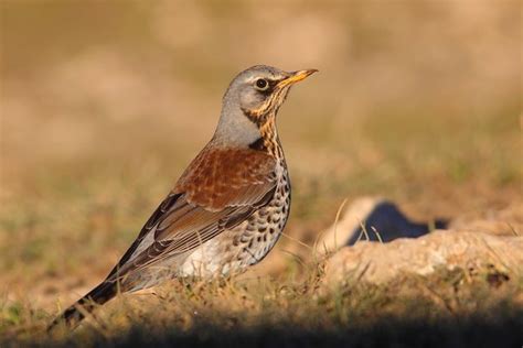 Turdus pilaris (Cesena) | JuzaPhoto